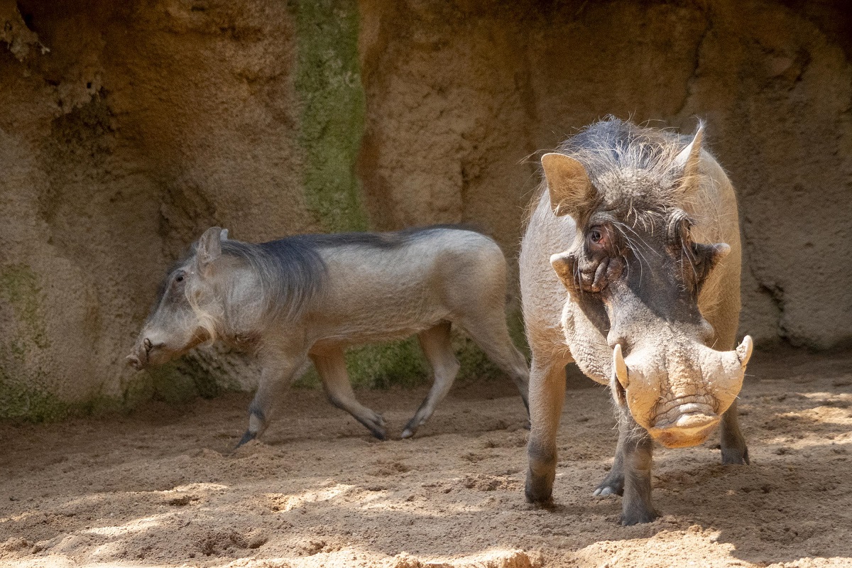 Nueva pareja de facóqueros en Bioparc Valencia